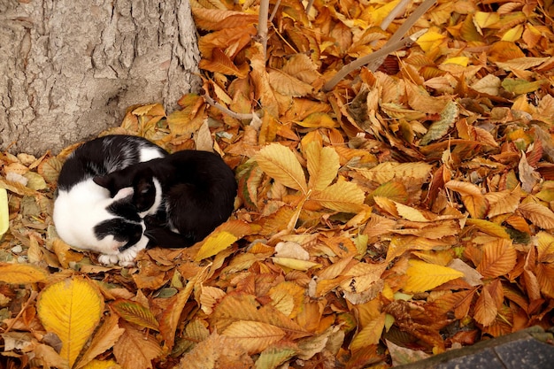 Gatos em um tapete de folhas de outono