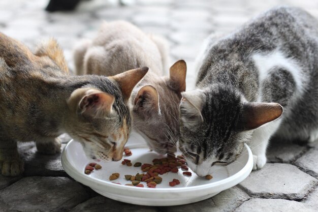 Foto los gatos están comiendo su desayuno.