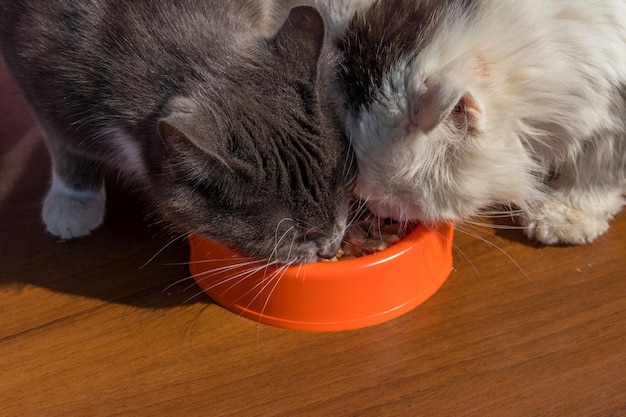 Gatos fofos comendo comida em uma tigela de plástico laranja no chão de madeira