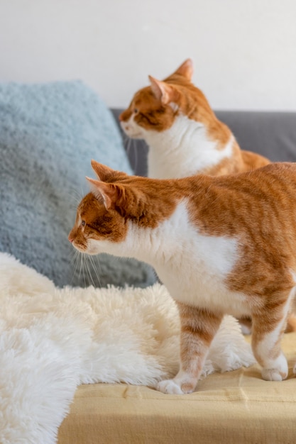 Gatos fofos no sofá dentro de casa