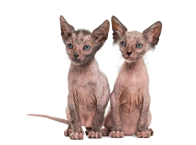 Los gatos gatito Lykoi también llamados el gato hombre lobo