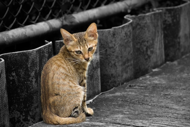 Gatos gordos que sentam-se no cimento da borda da estrada.