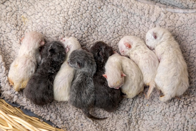 Los gatos grises recién nacidos están durmiendo.