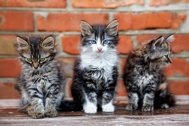 gatos hermosos