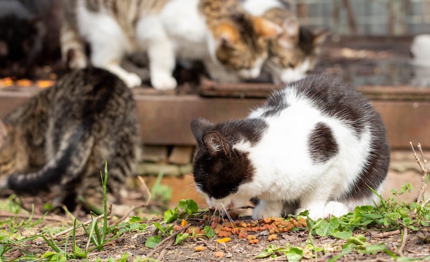 Gatos sin hogar en una calle de la ciudad. La gente alimenta a los animales abandonados.