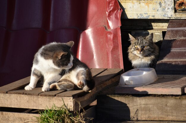 Gatos sin hogar en el porche. Dos gatos callejeros hambrientos