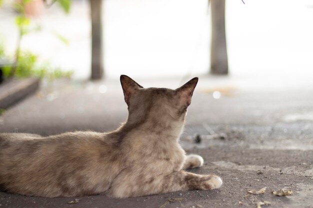 Gatos sin hogar sucios en las calles Gato sin hogar solitario vista trasera del gato