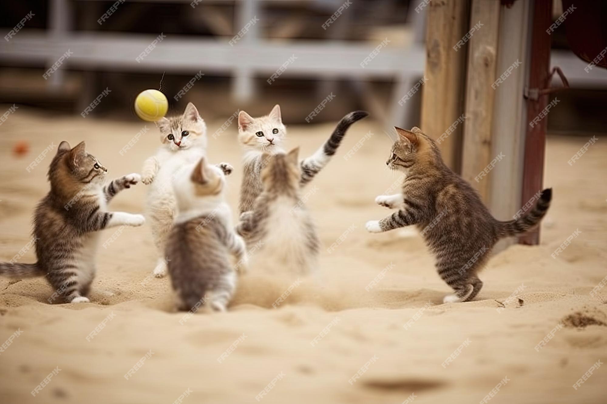 Gato Joga Basquete No Campo 3 Imagem de Stock - Imagem de prado, feriado:  177096899