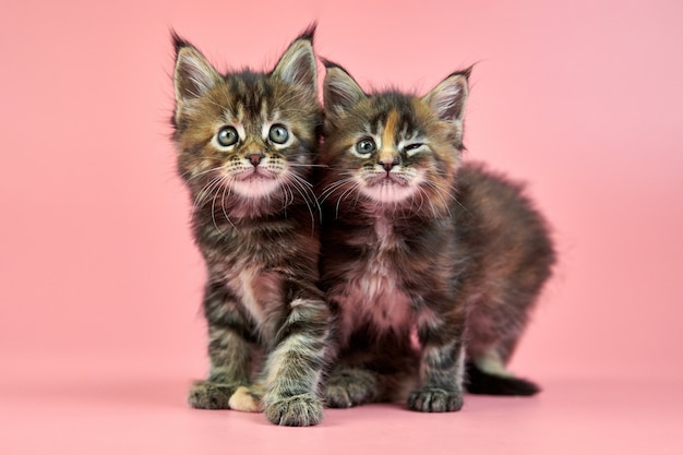 Gatos de Maine Coon aislados en rosa