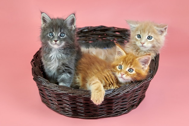 Gatos Maine Coon en una canasta