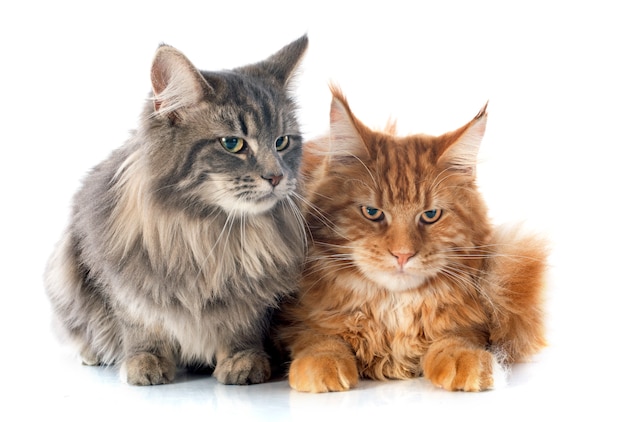 gatos maine coon