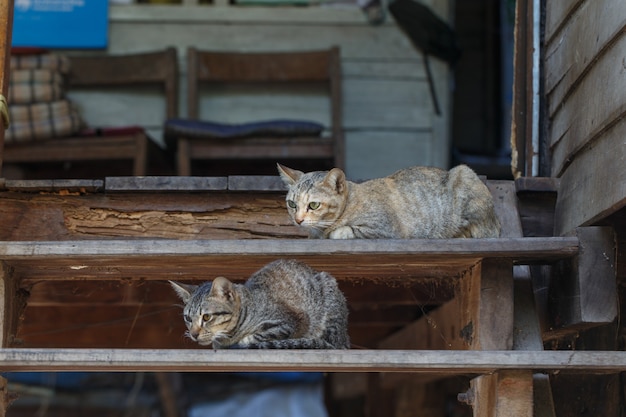 Gatos na escada