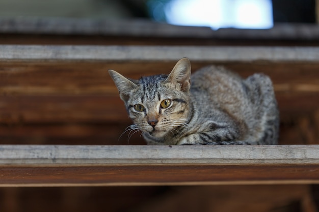 Gatos na escada