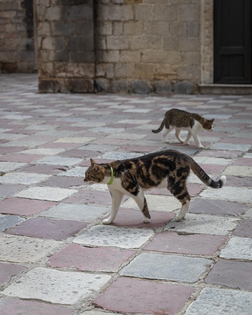 Gatos na famosa cidade histórica de kotor