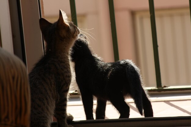 Gatos na janela da casa