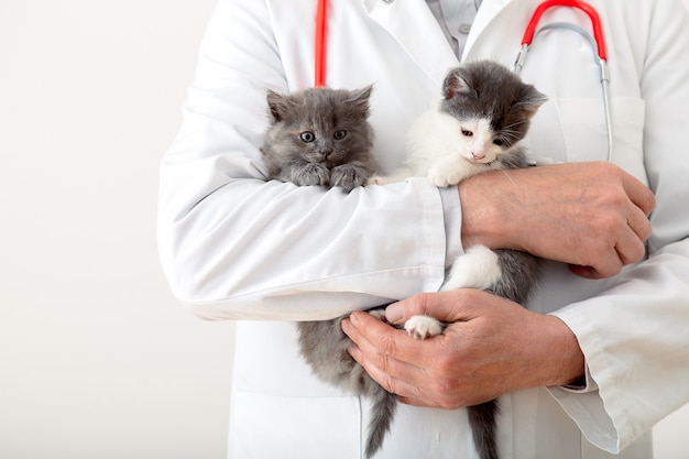 Gatos nas mãos do médico veterinário. Médico veterinário examinando gatinhos. Gatos mamíferos na clínica veterinária. Remédio veterinário para animais de estimação e gatos. Retrato de animal gatinho. Copie o espaço.