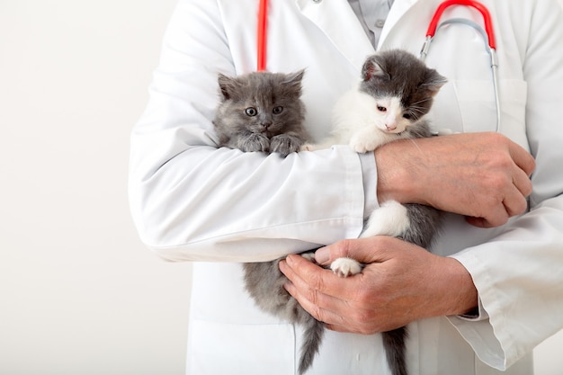 Gatos nas mãos do médico veterinário. médico veterinário examinando gatinhos. gatos mamíferos na clínica veterinária. remédio veterinário para animais de estimação e gatos. retrato de animal gatinho. copie o espaço.