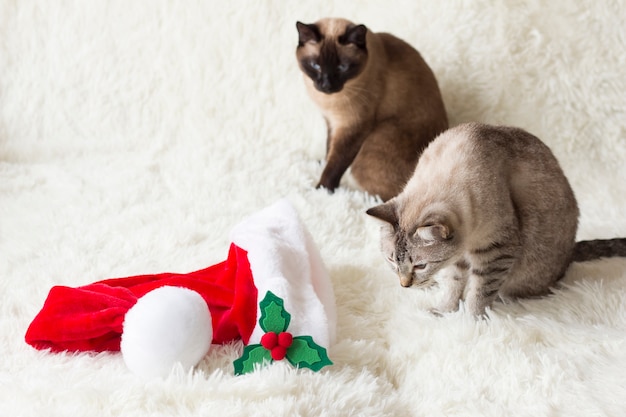 Gatos olhando para o chapéu do Papai Noel Gato tailandês à procura de um presente de Natal