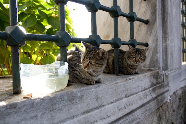 Gatos de patio de Estambul, Turquía.