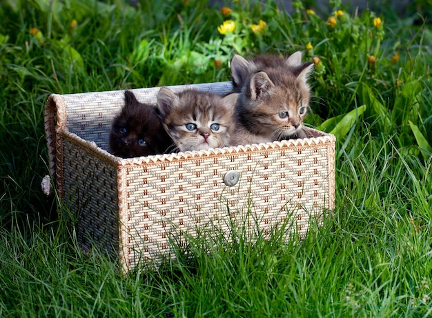 Gatos pequenos em uma cesta na grama