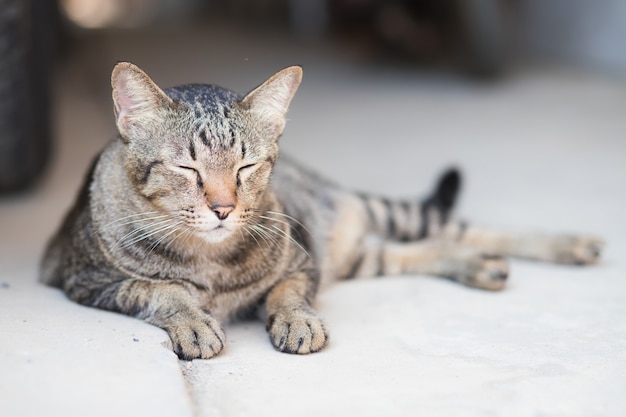 Gatos pretos e marrons estão dormindo na garagem com uma cara que parece sorridente, relaxada e feliz.