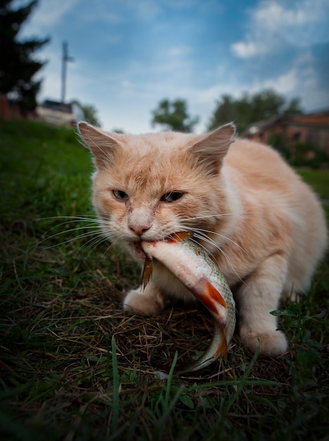 Gatos que caminham sozinhos