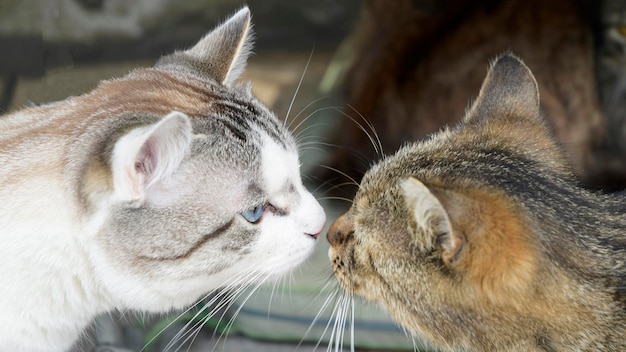 gatos que se conheceram cheiram um ao outro