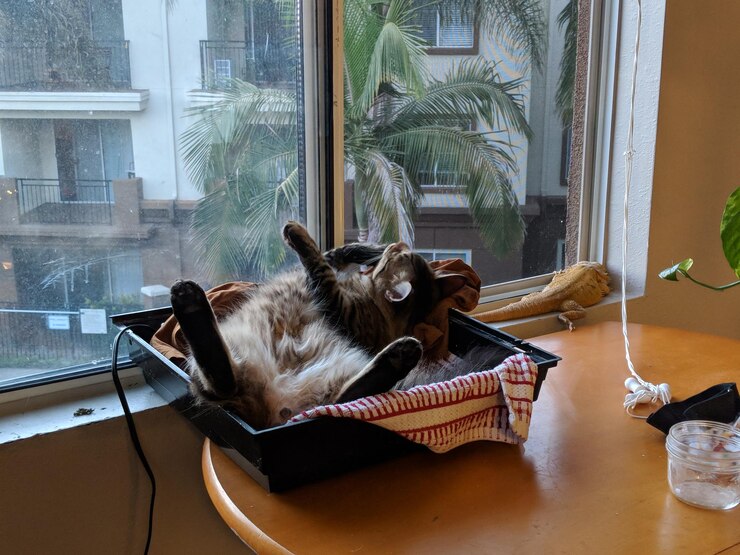 Foto gatos relaxando na janela de vidro
