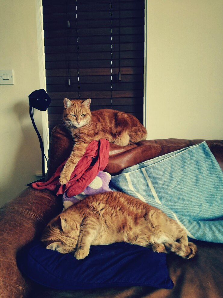 Foto gatos relaxando no sofá em casa