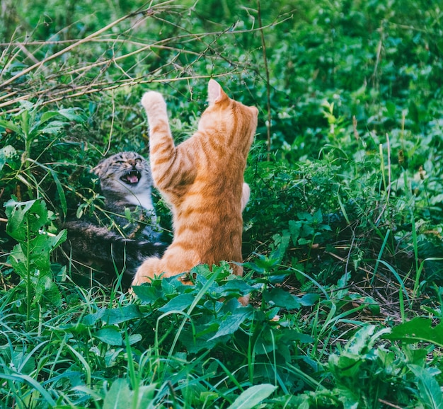 Los gatos rojos y grises juegan, retozan y pelean al aire libre