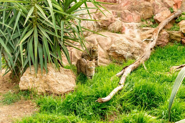 Gatos selvagens europeus surpresos entre grama verde em uma floresta da Grécia
