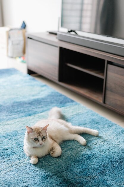 Gatos de tamaño pequeño a mediano