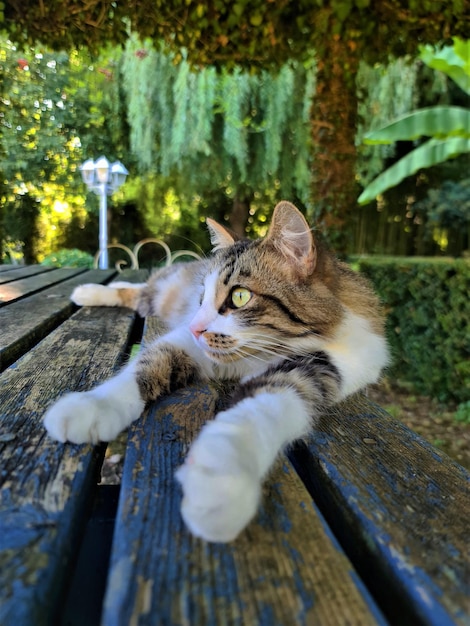 Gatos de tamaño pequeño a mediano