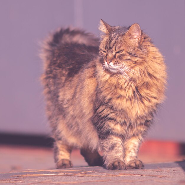 Foto gatos de tamaño pequeño a mediano