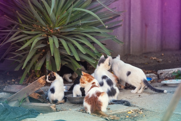 Gatos vadios ao ar livre. Alimentando os gatos no abrigo