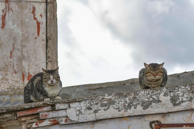 Gatos vadios descansando no topo de uma parede