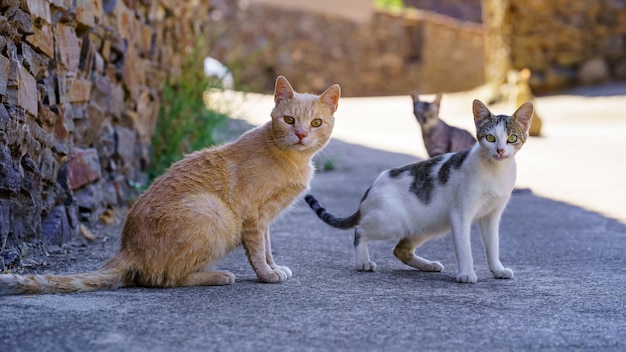 Gatos vadios olhando para a câmera em uma antiga vila com casas de pedra em um dia de verão