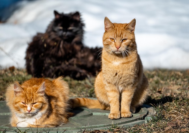 Gatos vadios sem-teto implorando por comida no inverno Problema de animais vadios e abandonados sem-teto conceito de abrigo para gatos vadios problema de animais vadios conceito de abrigo para gatos