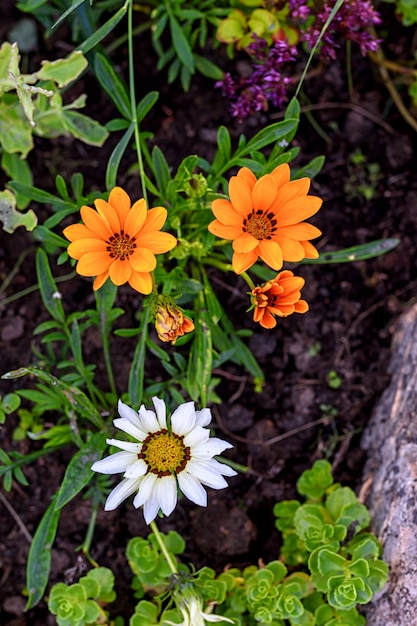 Gatsania blüht an einem Sommertag im Garten.