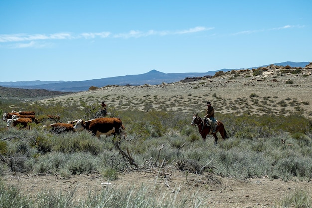 Gaúcho argentino a cavalo na patagônia