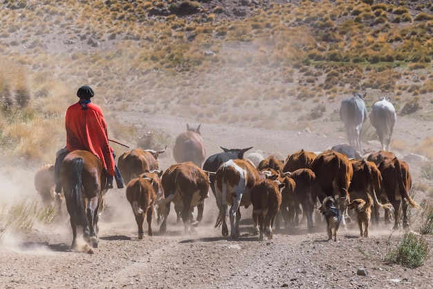 Gaúcho e rebanho de vacas Patagônia Argentina