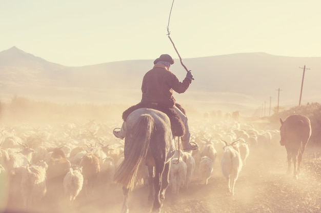 Gaúchos e rebanho de cabras nas montanhas da patagônia, argentina