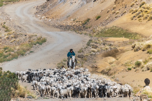 Gauchos pastoreando animales cabras vacas y caballos en la cordillera de los Andes Argentina