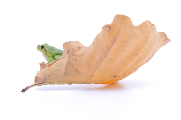 Gaudy Leaf Tree Frog