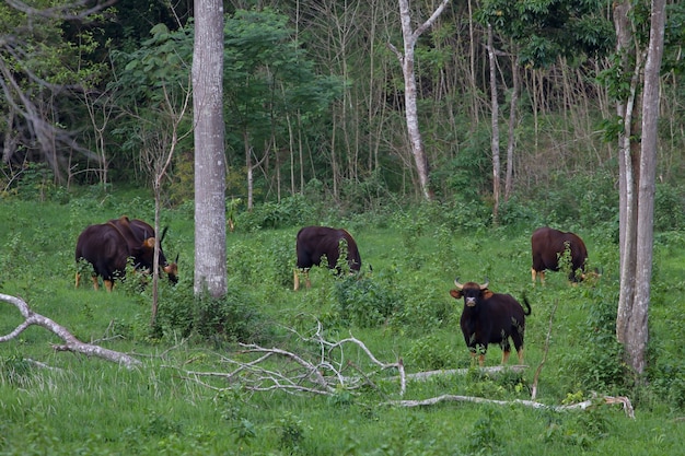 Gaur en el hábitat de la naturaleza en Tailandia