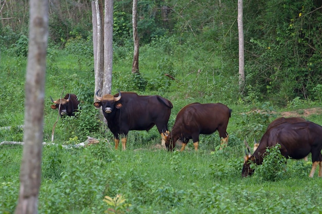 Gaur en el hábitat de la naturaleza en Tailandia