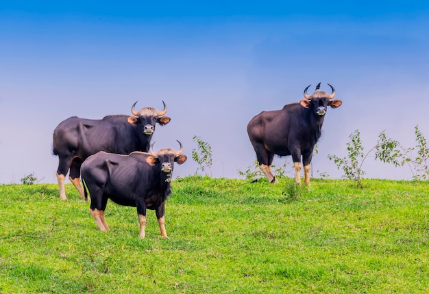 Gaur na natureza (área de não-caça, Khao phaengma, Tailândia)