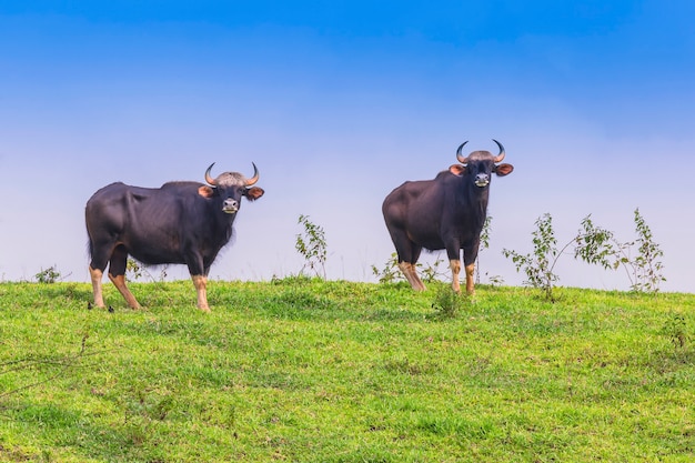 Gaur en la naturaleza (área no de caza, Khao phaengma, Tailandia)