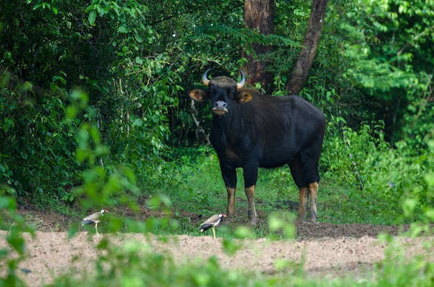 Gaur no habitat natural na tailândia