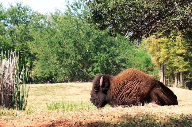 Gaur no zoológico